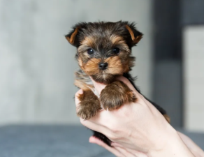 Are Miniature Breeds Still Fashionable?
